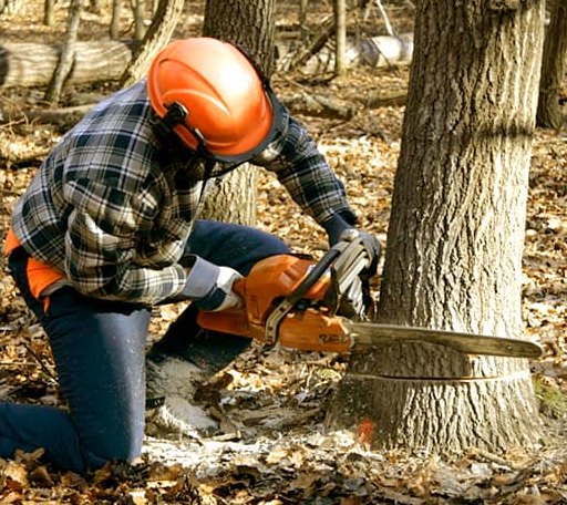 Tree Removal in Baskin, LA